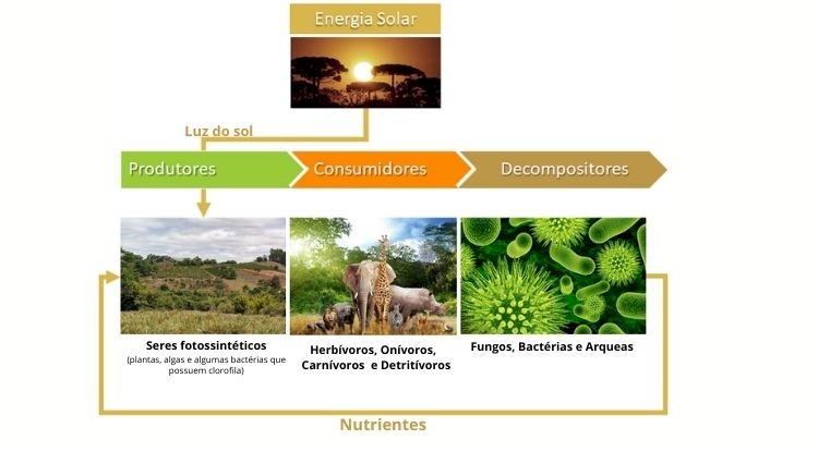 Cadeia Alimentar